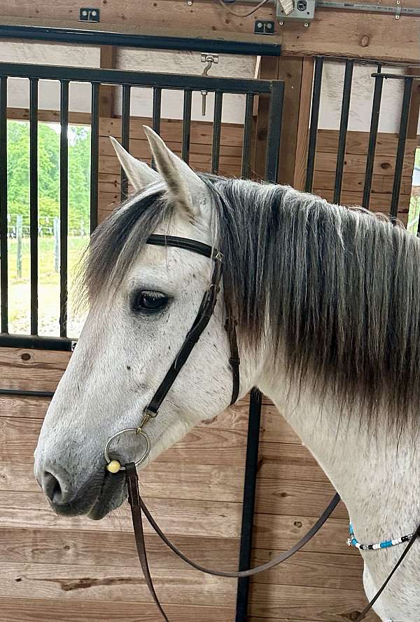 trail-riding-andalusian-horse
