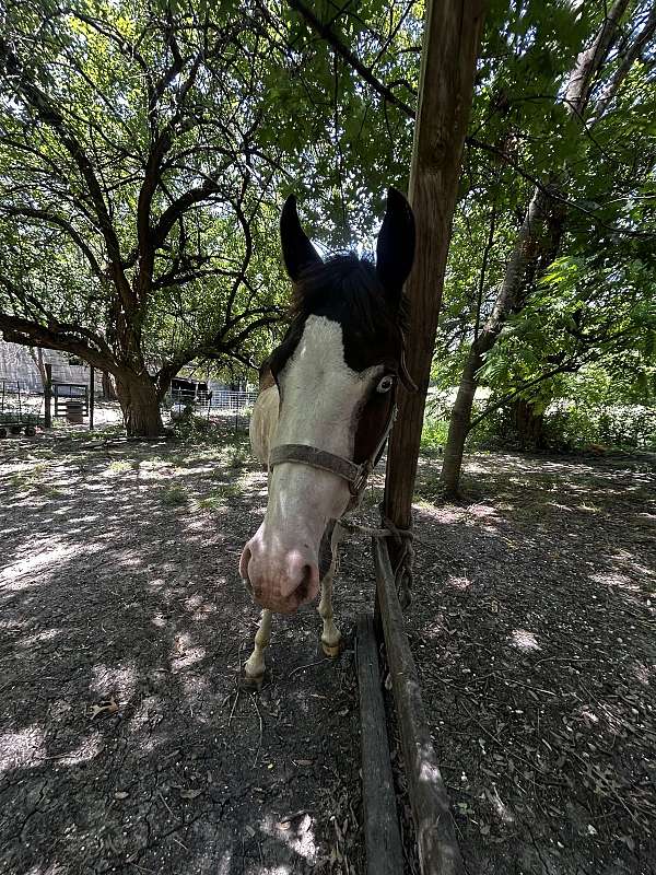 athletic-paint-horse