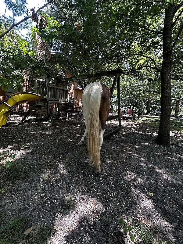 project-paint-horse