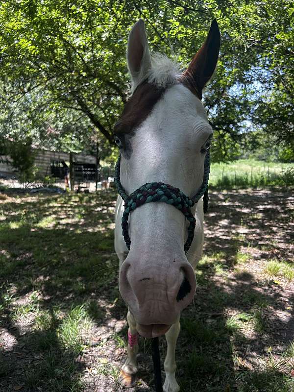 athletic-paint-horse