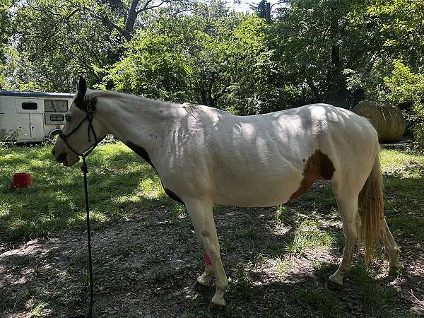 blue-eyed-paint-horse