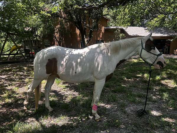 companion-paint-horse