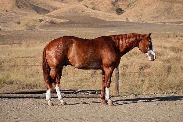all-around-paint-horse