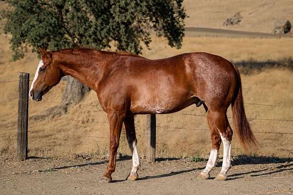 athletic-paint-horse