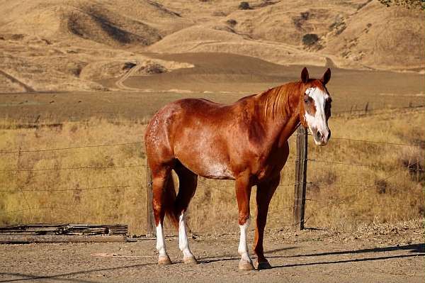beginner-paint-horse