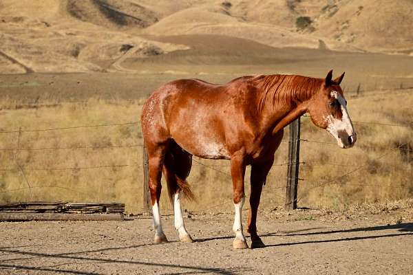 calf-roping-paint-horse