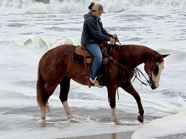endurance-paint-horse