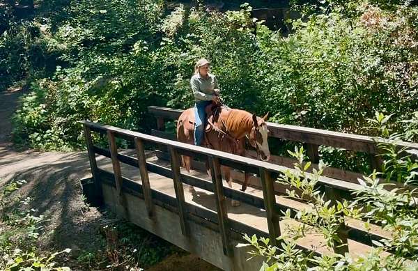 english-pleasure-paint-horse
