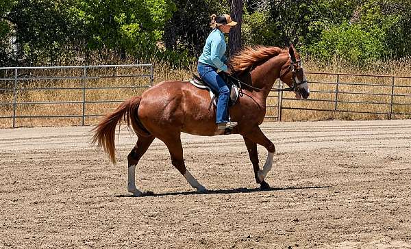 equitation-paint-horse