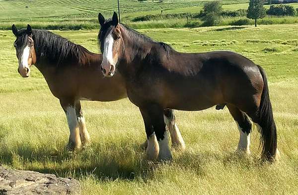 available-clydesdale-horse