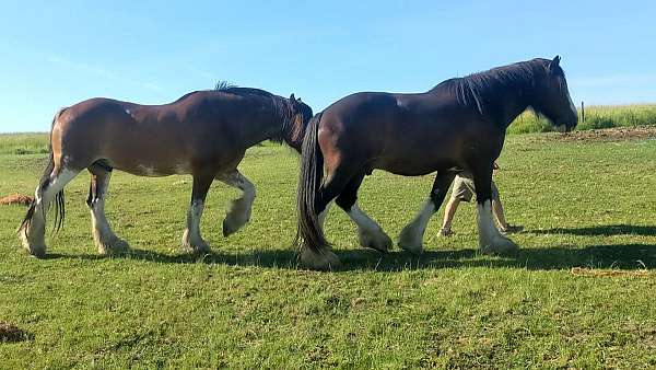 barefoot-clydesdale-horse