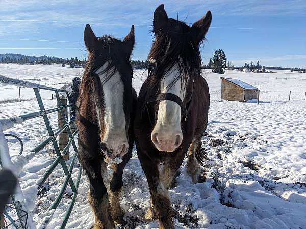beginner-novice-clydesdale-horse