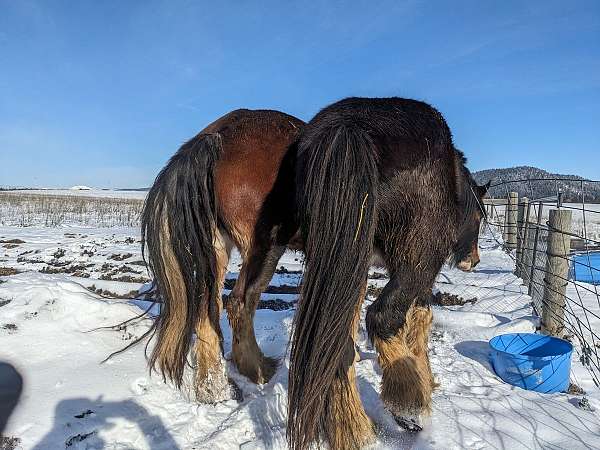 beginner-safe-kid-pony-clydesdale-horse