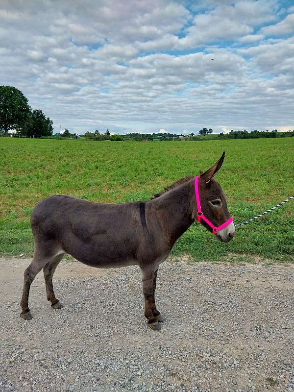 donkey-mare