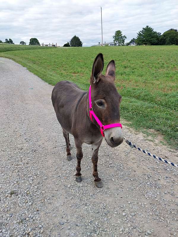 donkey-for-sale