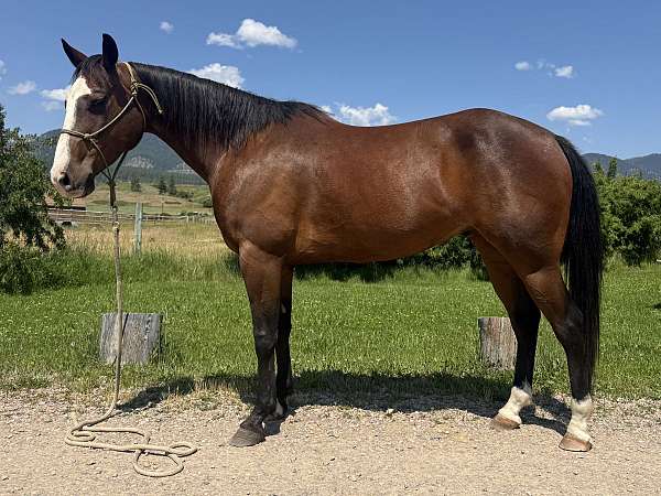 quarter-horse-gelding