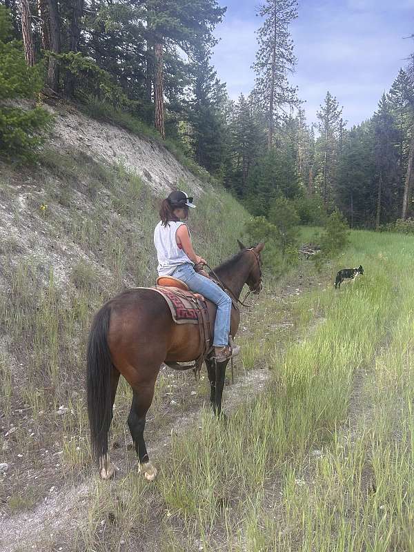 quarter-horse