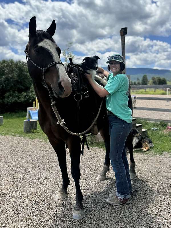 quarter-horse-for-sale