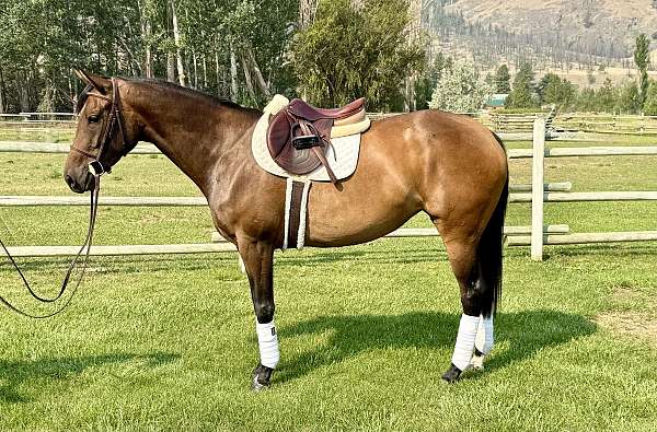 all-around-thoroughbred-horse