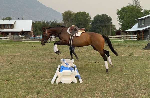 athletic-thoroughbred-horse