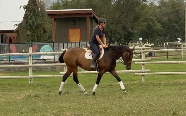 barrel-thoroughbred-horse