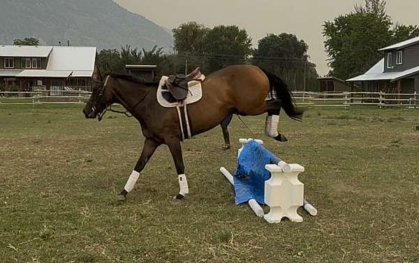 barrel-racing-thoroughbred-horse