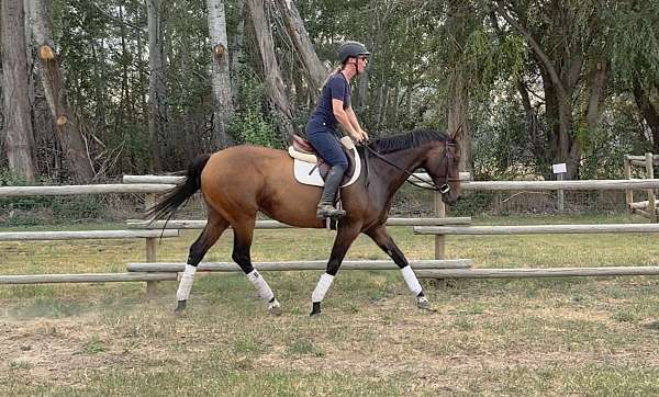 dressage-thoroughbred-horse