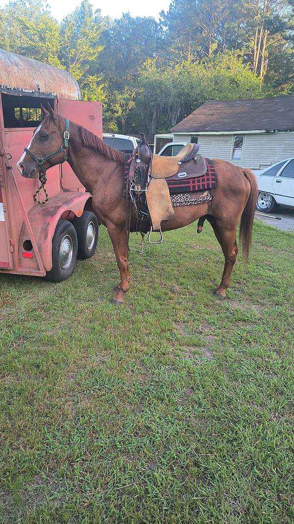 pony-gelding-mare-colt-filly-western-quarter