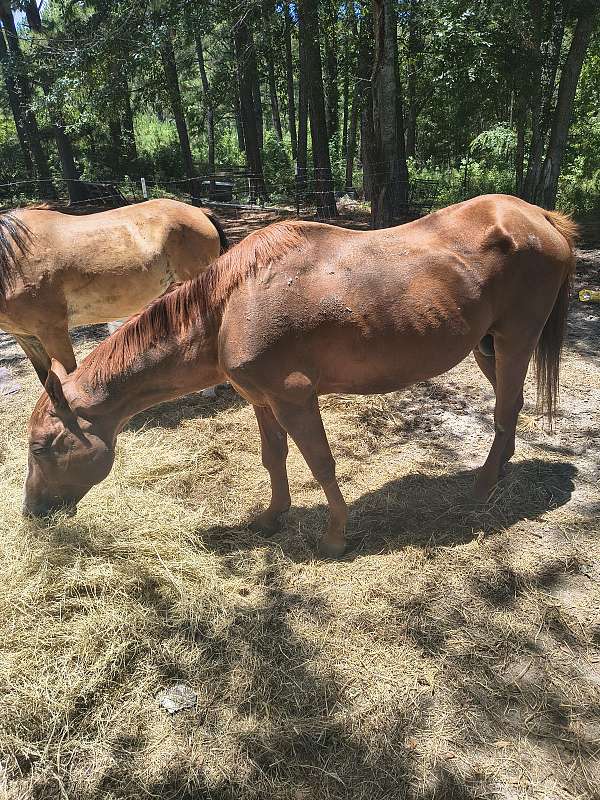 pony-gelding-mare-colt-filly-western