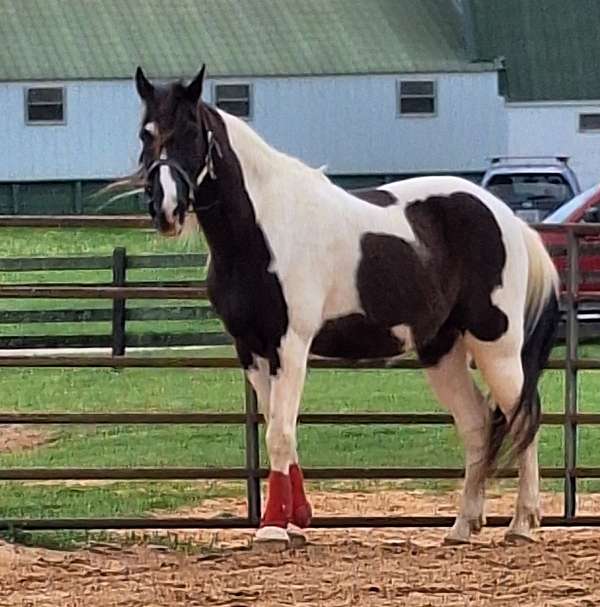 beginner-tennessee-walking-horse