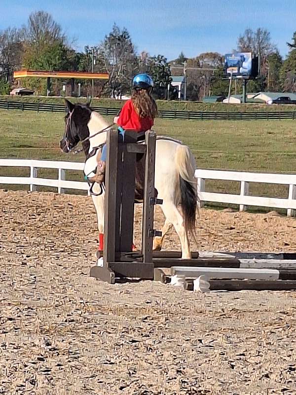 color-classes-tennessee-walking-horse