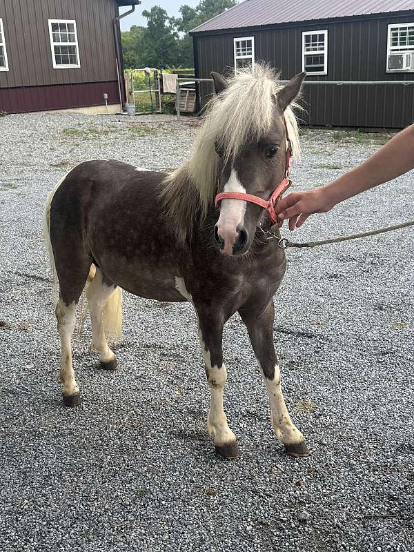 paint-pony-for-sale
