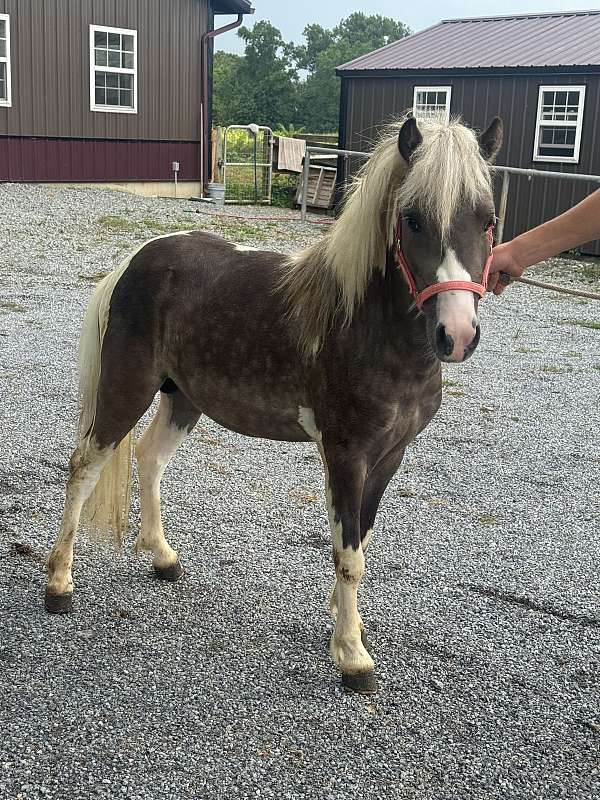 paint-pony-stallion