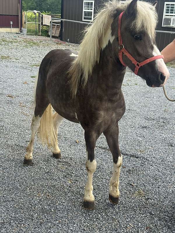paint-pony