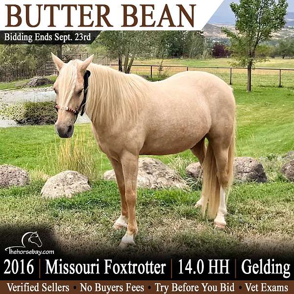blaze-front-sock-hind-horse