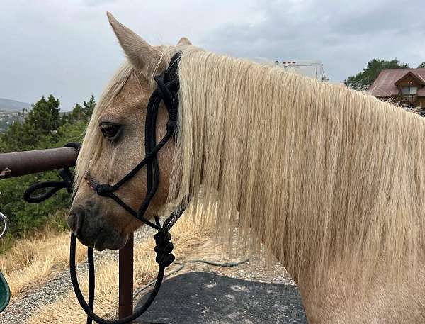 backs-kentucky-mountain-horse