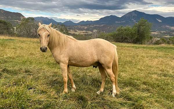 backs-up-kentucky-mountain-horse