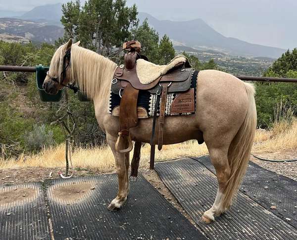 blaze-front-sock-hind