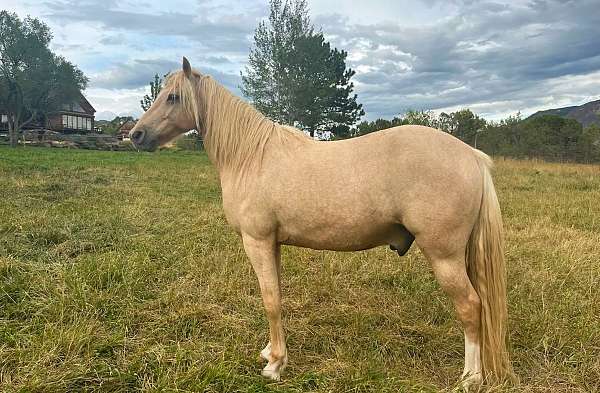 boy-kentucky-mountain-horse