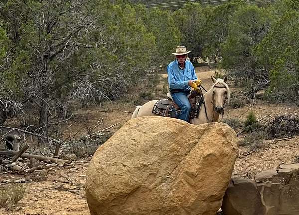 dependable-kentucky-mountain-horse