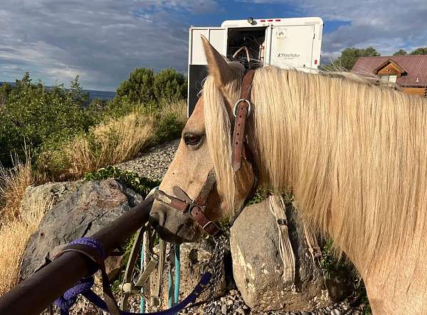 challenge-gypsy-vanner-horse