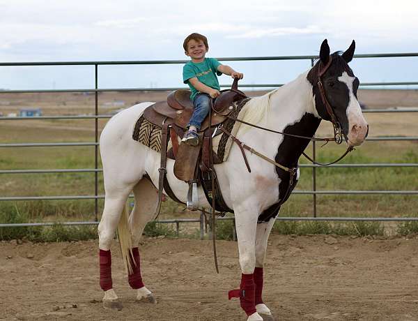 all-around-quarter-horse