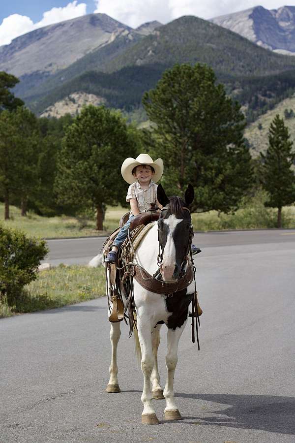bay-roan-none-horse