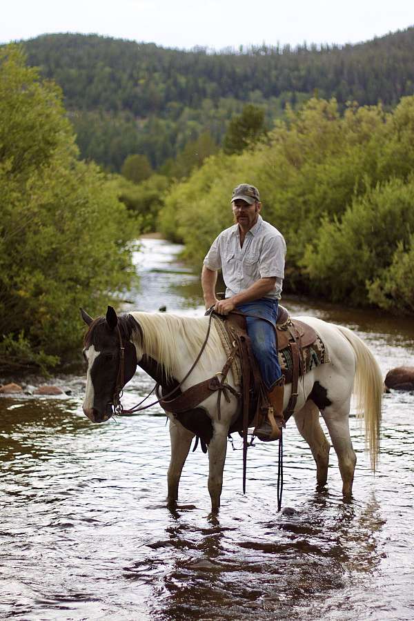 athletic-quarter-horse