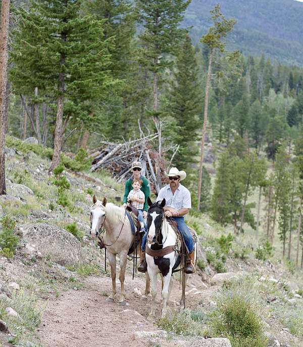 barrel-quarter-horse