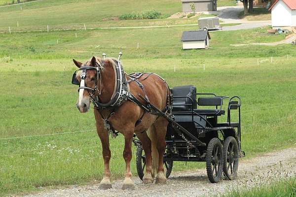 beautiful-draft-horses-great-trail-horse-belgian