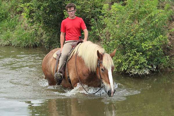 all-around-belgian-horse