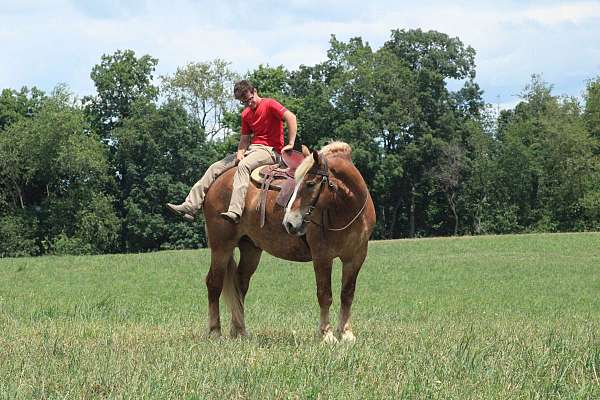 beginner-belgian-horse