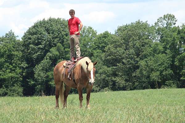driving-belgian-horse