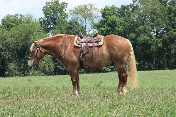 kid-safe-belgian-horse